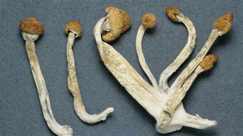 High On Mushrooms Man Rips Off His Penis Almost Dies