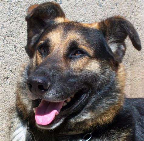 dog face stock photo image  cheek mammal hound portrait