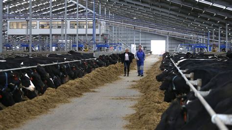 World S Largest Robotic Dairy Barn Leads Farming
