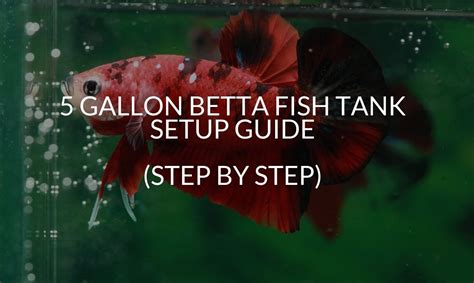 put  betta fish    gallon tank