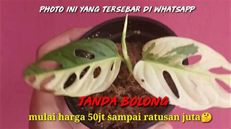 38 Bunga Janda Bolong Warna Dan Harga Termahal – Life Style News
