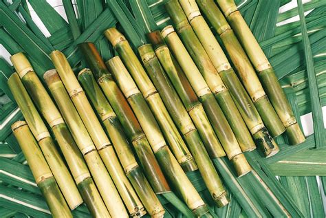 top   important benefits  sugarcane juice  health  skin