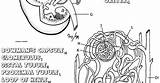 Kidney Nephron sketch template