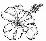 Flower Flowers Drawing Hibiscus Coloring Drawings Puerto Rico Para Outline Pages Person Colorear Printable Clip Watercolor Cliparts Flores Passion Dibujar sketch template