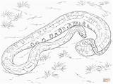 Anaconda Coloring Pages Green Python Snake Realistic Titanoboa Snakes Drawing Colouring Printable Template Ball Animal Getdrawings Sketch sketch template