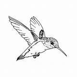 Dessin Oiseau Vole Imprimer Coloriage Oiseaux Bird Humming Coloring Colorier Animals Printable sketch template