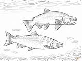 Coho Sockeye Supercoloring Trout Designlooter Pacific sketch template