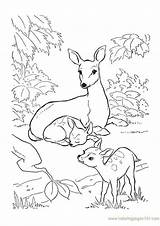 Indiaparenting Deer sketch template