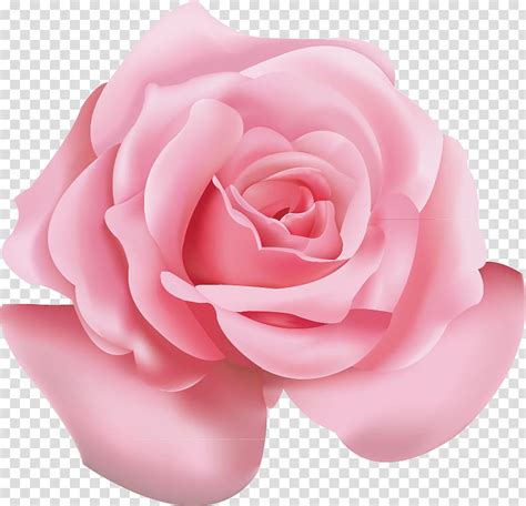 rose pink background png