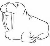 Walrus Coloring Fat Pages Cute Baby Printable Color Designlooter Supercoloring Clipart 1080px 67kb 1168 Categories sketch template