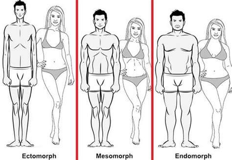 The Best Diets And Workouts For Your Body Type Are You An Ectomorph