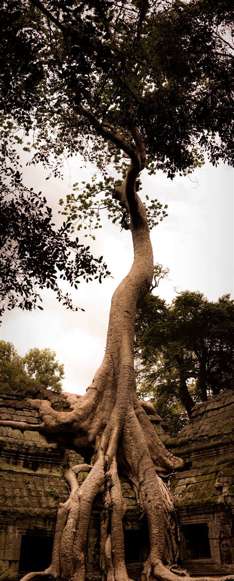 ta prohm standing tall