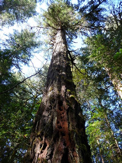 growth douglas fir forest flickr photo sharing