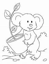 Koala Coloring Pages Bear Printable Plant Kids Sloth Color Library Print Books Comments sketch template