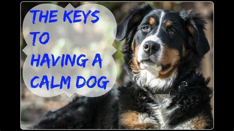 keys    calm dog youtube