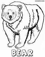 Bear Coloring Pages Grizzly Print Animal Colorings sketch template