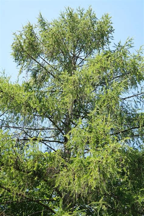 europese lariks boom naaldboom aesthetisch takken larix decidua lariks larix pine