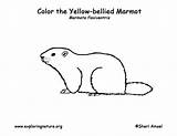 Marmot Bellied Exploringnature Designlooter 612px 8kb sketch template