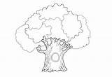 Coloring Oak Pages Tree Nature sketch template