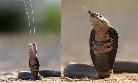 photographer riaan nysschens survives mozambique spitting cobra squirting venom at him daily