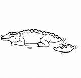 Coloring Crocodile Sun Coloringsun sketch template