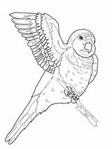 Parrot Quaker Coloring Pages Supercoloring sketch template