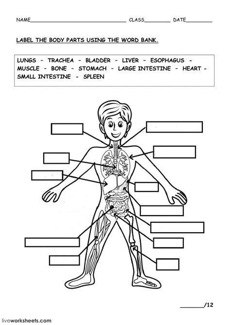 printable human body systems worksheets