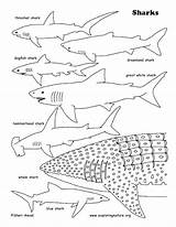 Shark Coloring Pages Whale Sharks Printable Great Basking Tiger Lavagirl Print Color Colouring Sharkboy Getcolorings Getdrawings Printing Octonauts Colorings Exploringnature sketch template