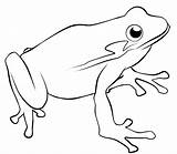 Frog Coloring Pages Realistic Panda Outline Drawings Clipart sketch template