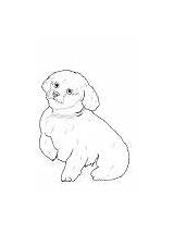 Coloring Pages Cockapoo Dog Visit Dogs sketch template