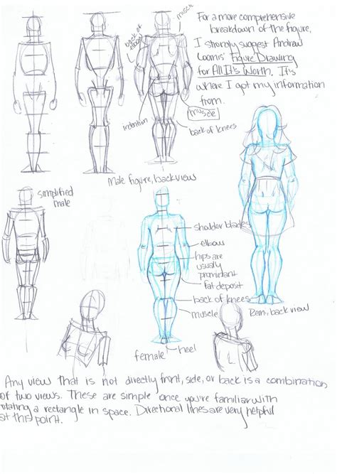 basic anatomyfigure drawing