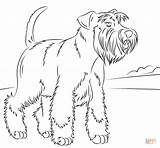 Schnauzer Coloring Miniature Printable Dogs Pages Dog Mini Schnauzers Supercoloring Animal Outline sketch template