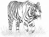 Tiger Coloring Pages Tigers Kids Drawing Baby Liger Book Lion Color Printable Realistic Print Lsu Big Adult Getcolorings Fish Getdrawings sketch template