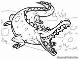 Mewarnai Buaya Crocodile Satu Gambarnya Persatu Sekaligus Adalah sketch template