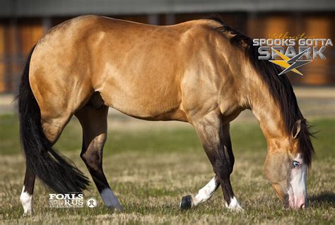 spooks gotta spark  foal partners quarter horse stallions