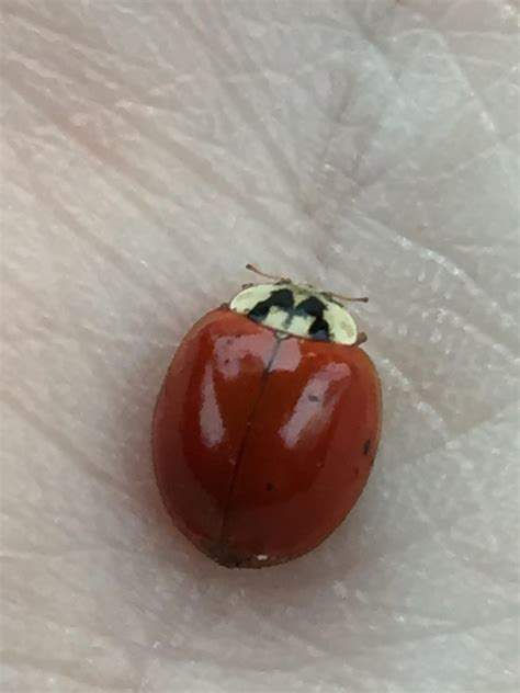 red lady bug   spots rmildlyinteresting