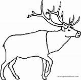 Caribou Coloring 1543 Animals Printable Pages Kb sketch template