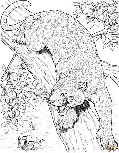snow leopard coloring page coloring home