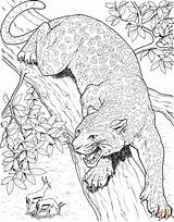 Ausmalbild Cheetah sketch template