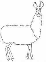 Llama Alpaca Drawing Clipart Coloring Outline Printable Pages Cliparts Getdrawings Getcolorings Color Wikiclipart Clip Print Library Clipground Sketch sketch template