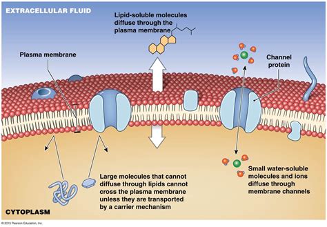 methods  transport   cell membrane