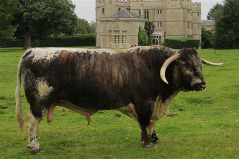 english longhorn ganado bovino pinterest english cattle