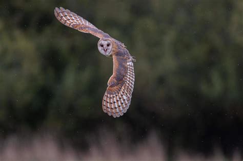 barn owls  winter  uphill struggle   weather turns