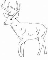Deer Coloring Pages Tailed Printable Baby Cute Buck Whitetail Clipart Antlers Kids Drawing Template Print Mule Color Animal Antler Colouring sketch template