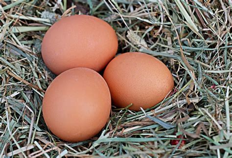 Free Images Food Brown Agriculture Close Up Chicken Eggs Bio