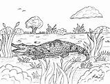 Alligator Coloring Pages Sarcosuchus American Crocodile Robin Great sketch template