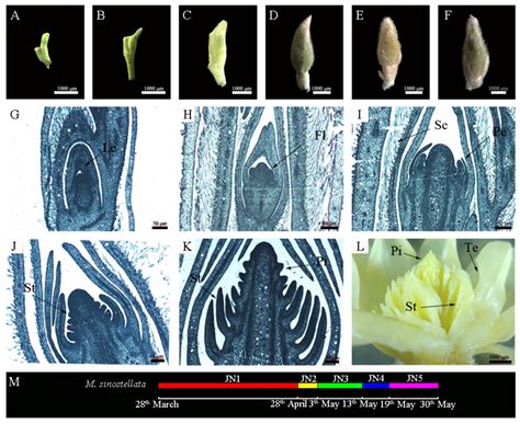 genes  full text transcriptomic analysis  flower bud differentiation  magnolia