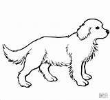 Labrador Coloring Pages Retriever Puppy Coloringbay sketch template