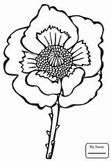 Poppy California Coloring Pages Drawing Getdrawings Line sketch template