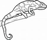 Gecko Coloring Printable Pages Getcolorings sketch template
